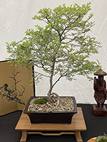 Chinese Elm